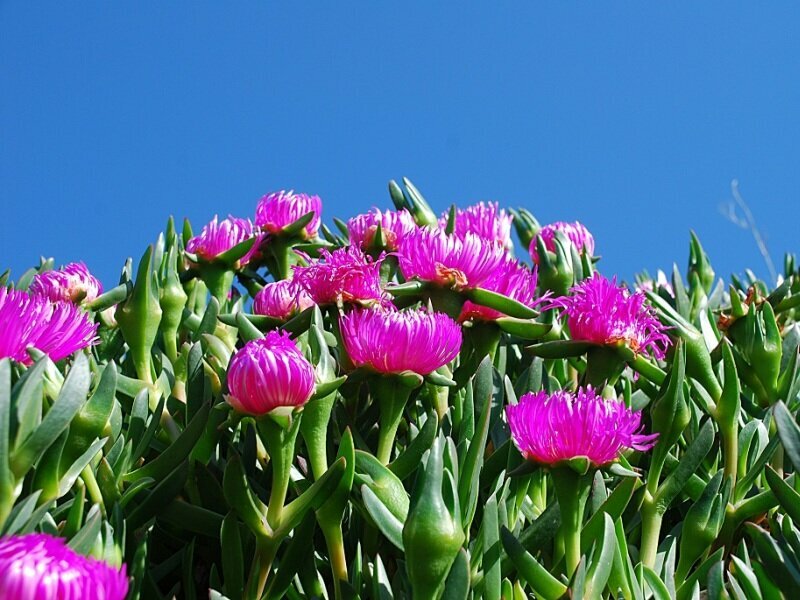 Редкое растение Кипра, которое произрастает в сети Натура 2000.