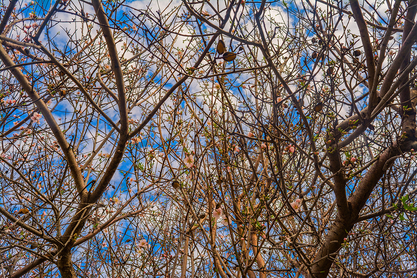 Цветение миндаля на Кипре — признак наступающей весны! : фото 26