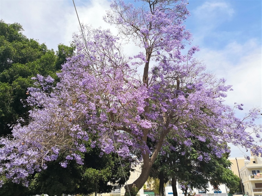 Безудержные колокольчики: весной на Кипре цветет жакаранда: фото 2