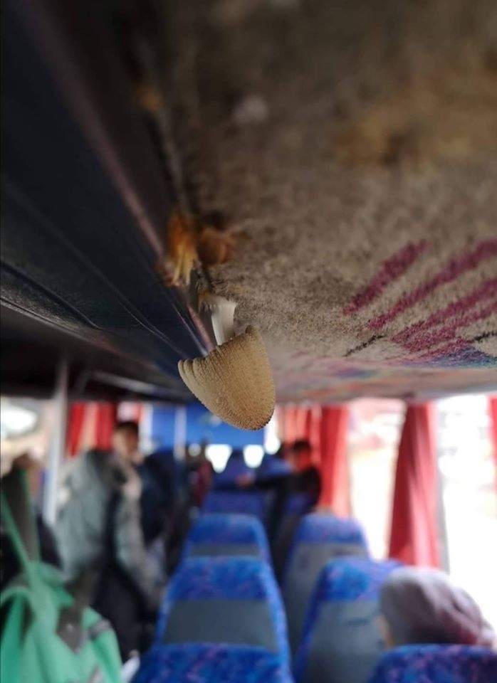 На Кипре в школьном автобусе выросли грибы : фото 2