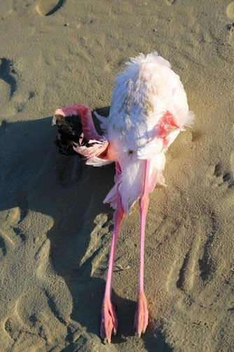 На Кипре массово гибнут розовые фламинго. Слабонервным не смотреть: фото 4
