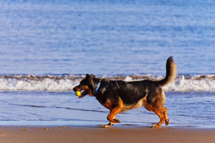 Собачьи пляжи Кипра: куда можно прийти с собакой: фото 2
