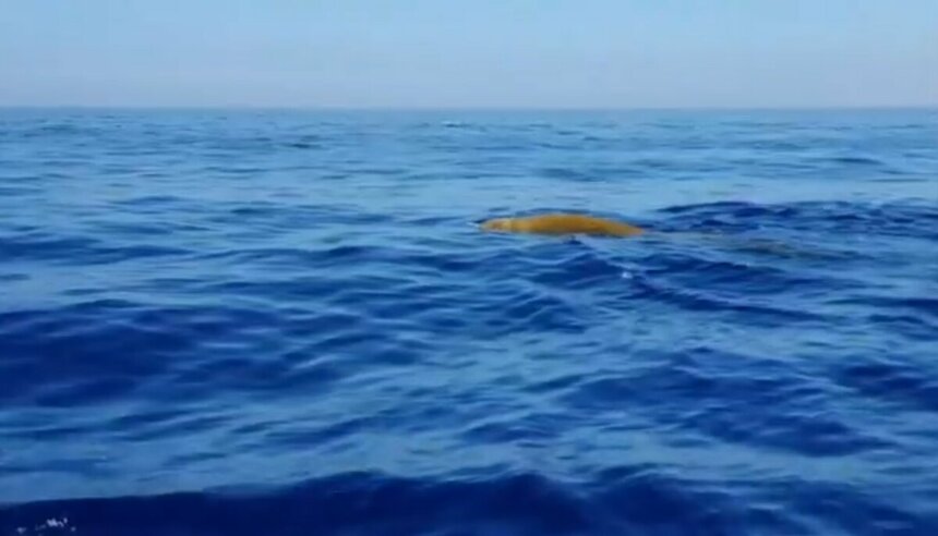 спина кита клюворыла который плавает в Средиземном море