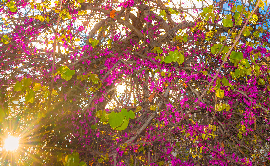 На Кипре покрылось цветами волшебное Иудино дерево!: фото 11