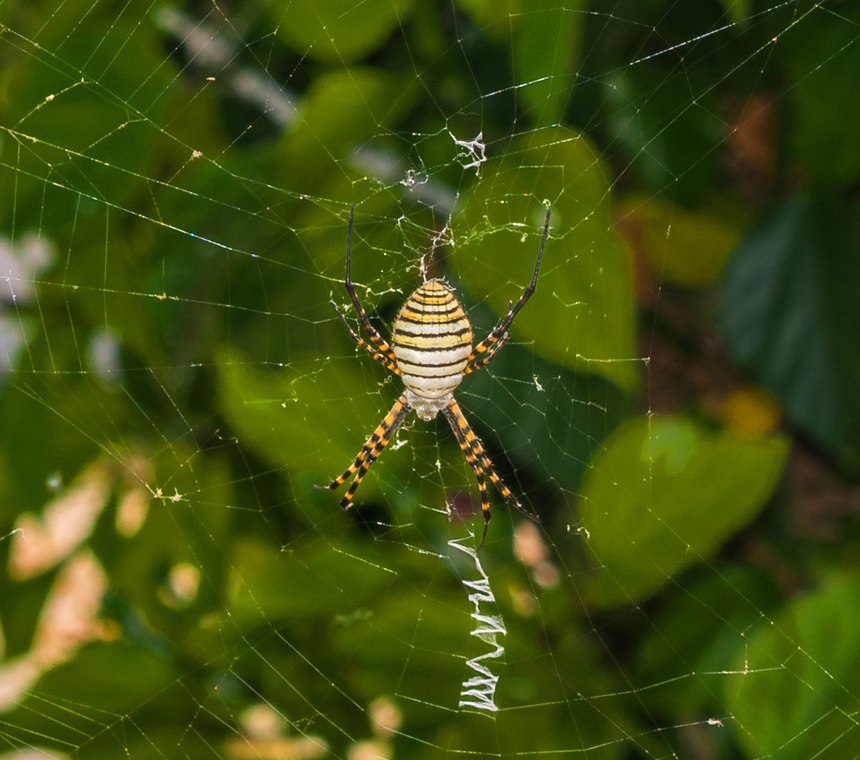 Аргиопа — кипрский ядовитый паук-оса: фото 4