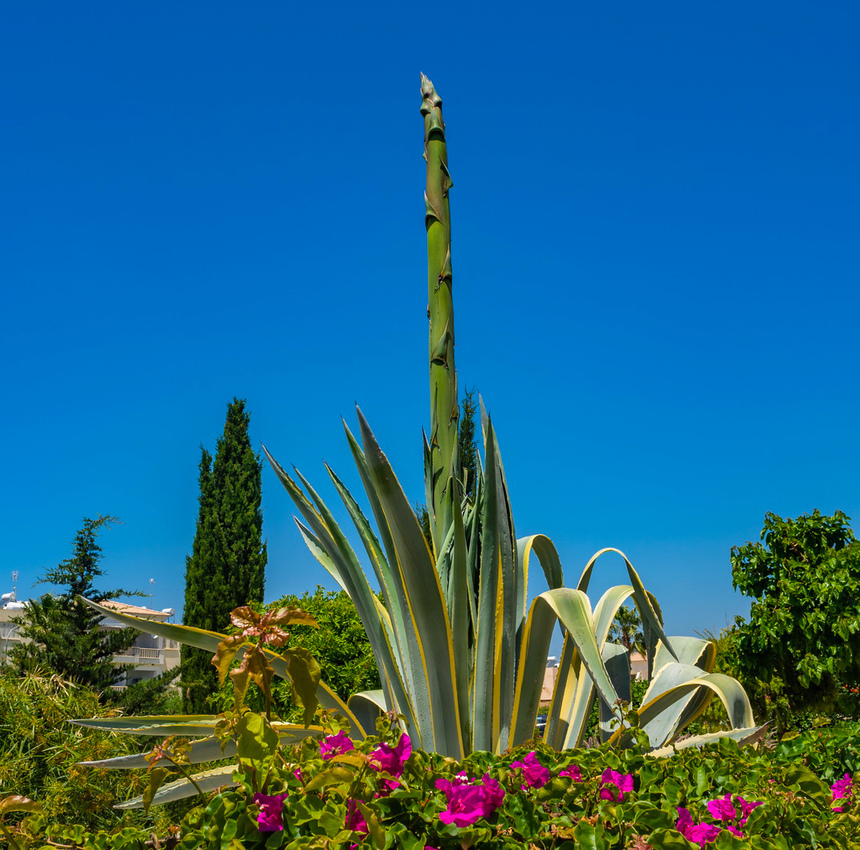 Агава — чрезвычайно полезное и уникальное кипрское растение: фото 24