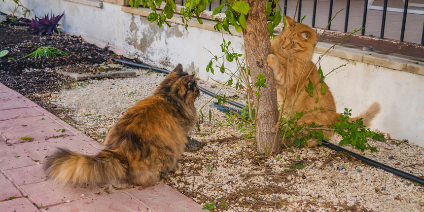 Пушистое чудо: кипрские кошки, которые не оставят равнодушным абсолютно никого!: фото 33