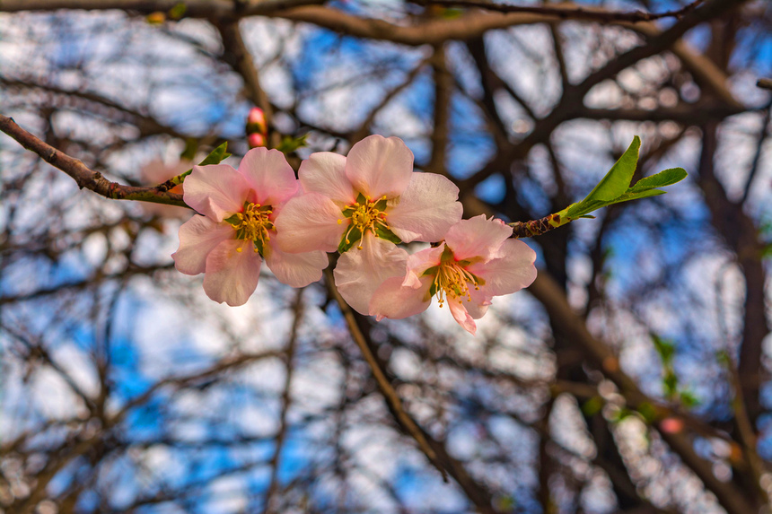 Цветение миндаля на Кипре — признак наступающей весны! : фото 20