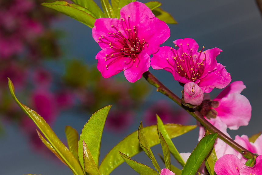 Сказочное цветение персиковых деревьев на Кипре!: фото 4
