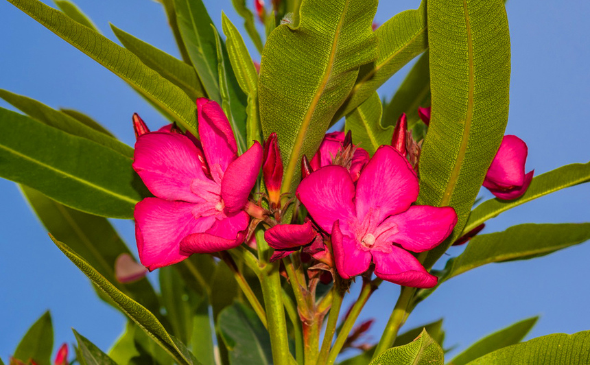 Олеандр — кипрский цветок-загадка: фото 12