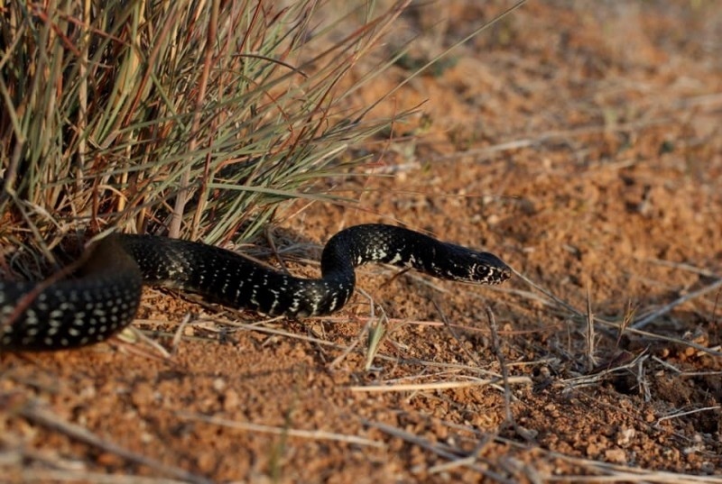 Внимание! На Кипре наступил самый опасный период активности змей: фото 5