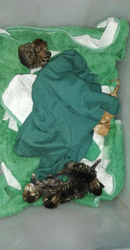 В Ларнаке живых котят выбросили в мусорный бак, упаковав в полиэтиленовый пакет: фото 5