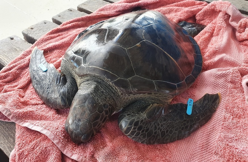 На Кипре в море была выпущена черепаха Элпида: фото 2