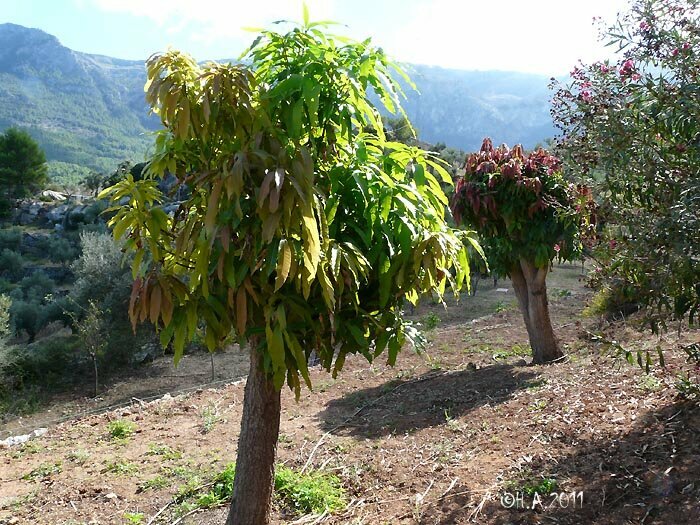 На Кипре подходит к концу сезон "короля фруктов" - манго: фото 4