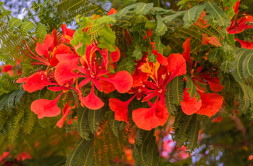 Делоникс королевский — прекасное цветущее дерево на Кипре: фото 11