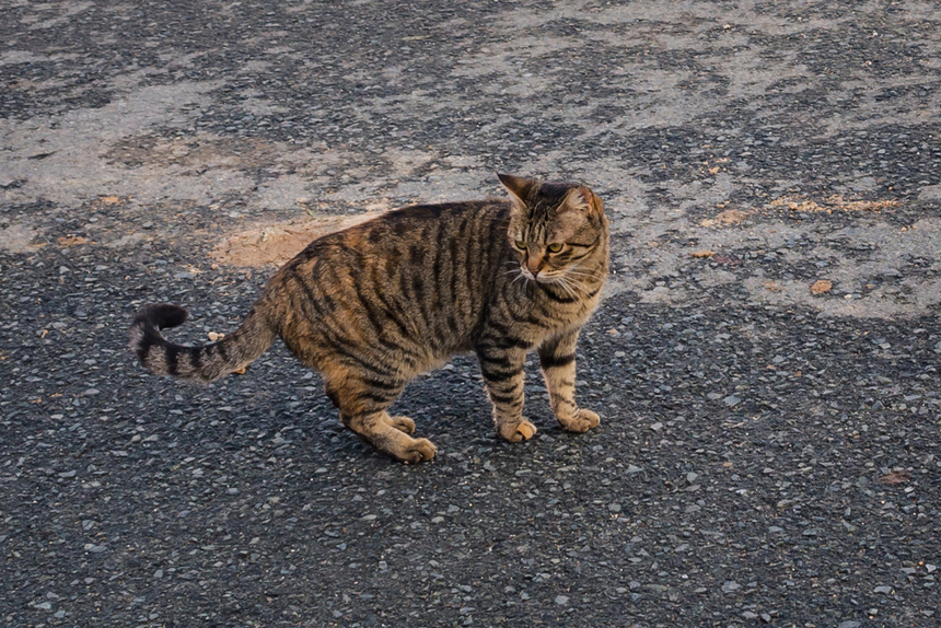 Пушистое чудо: кипрские кошки, которые не оставят равнодушным абсолютно никого!: фото 47