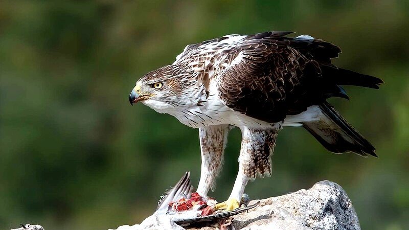 Кипрский орел: фото 33