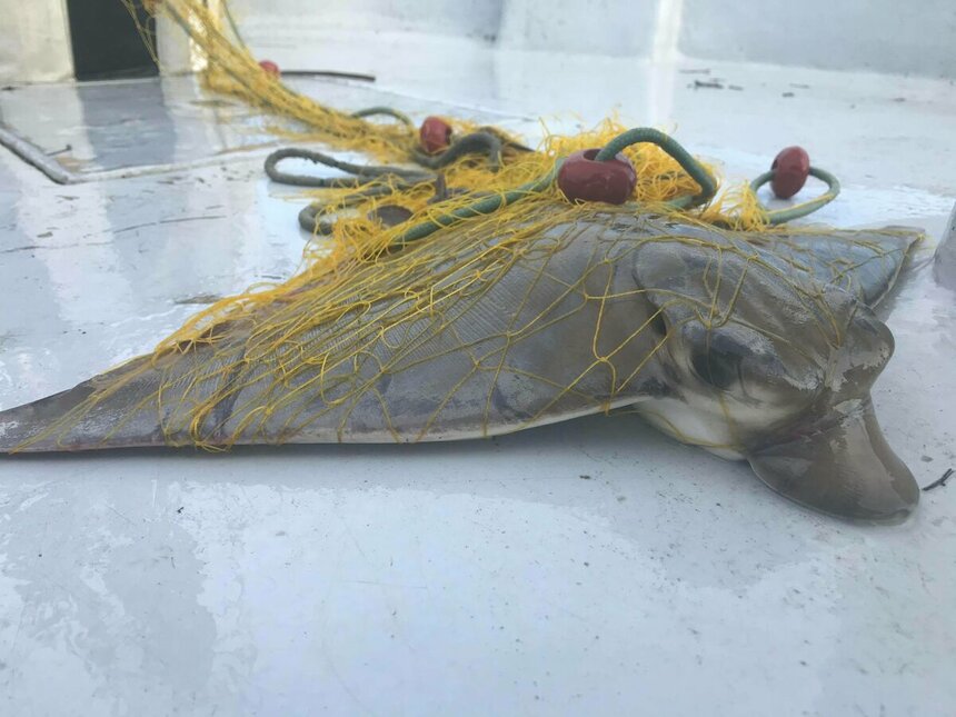 Редким видам рыб Кипра требуется помощь!: фото 5