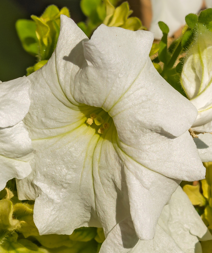 Петуния на Кипре: цветок, который может обидеть: фото 13