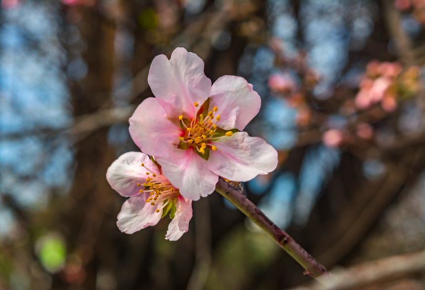 Цветение миндаля на Кипре — признак наступающей весны! : фото 9