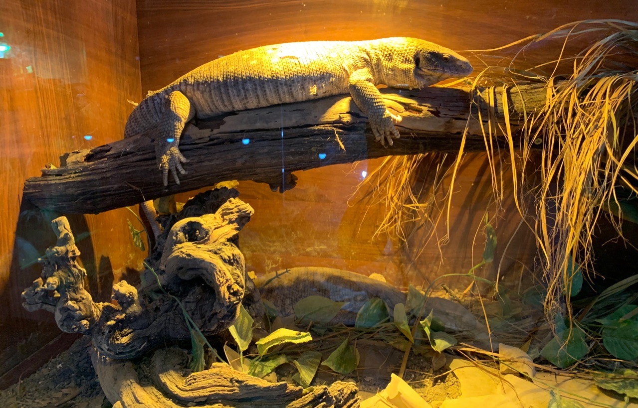 Reptile Jungle - Змеиное царство в центре Лимассола!: фото 13