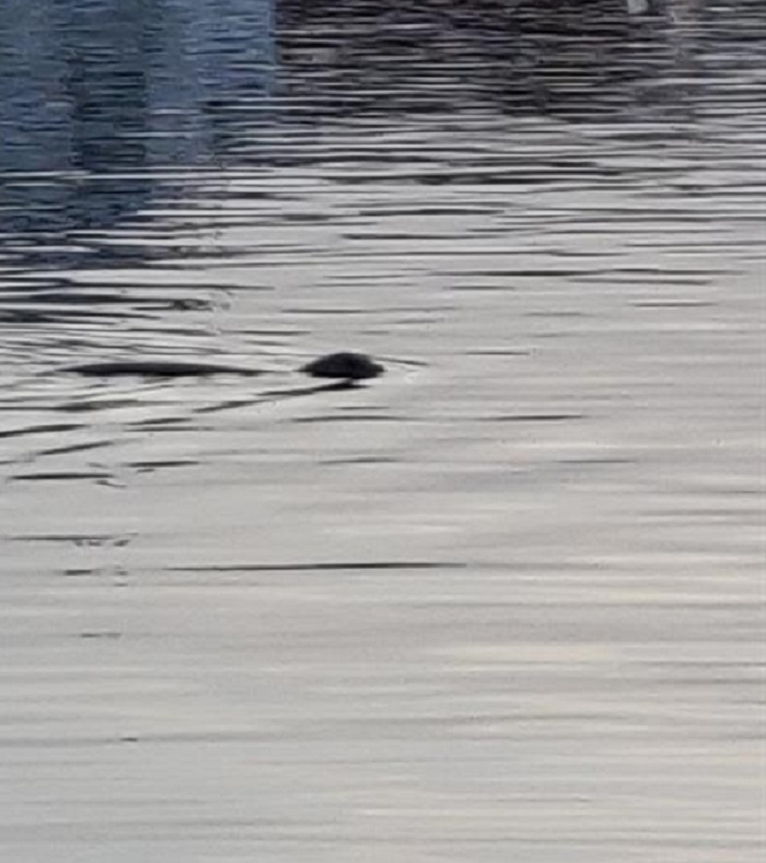 В гавань Пафоса заплыл редкий тюлень: фото 2