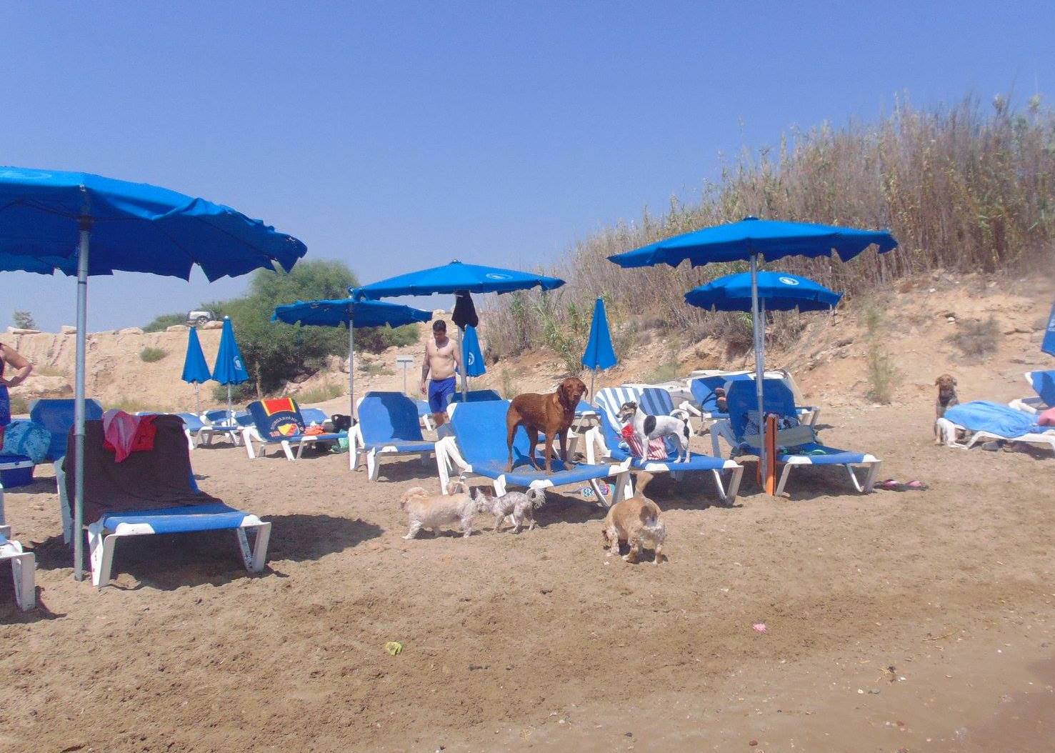 Бесплатные зонтики и шезлонги на пляжах Паралимни: фото 3