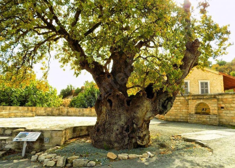 Тайны старейших деревьев Кипра: фото 8