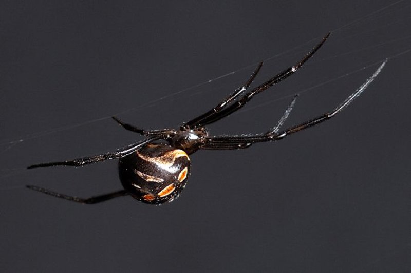 Ядовитые пауки на Кипре - Блоги Кипра
