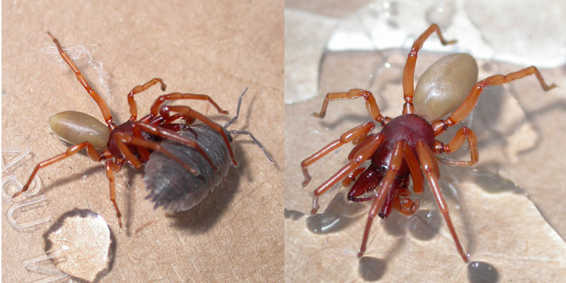 На Северном Кипре обнаружен новый вид пауков: фото 2