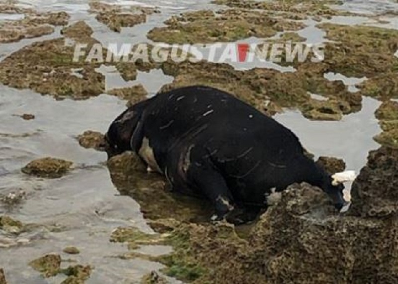 На золотистый пляж Протараса море выбросило обезображенные трупы животных : фото 4