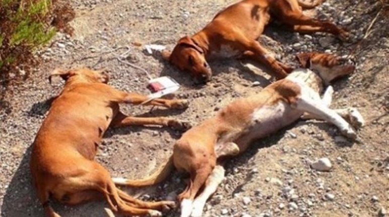 В Пафосе живодеры отравили охотничьих собак: фото 2