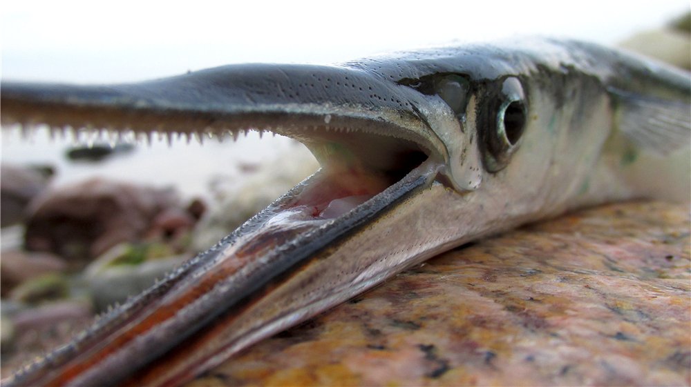 Средиземноморский сарган - рыба, предшественник динозавров : фото 2