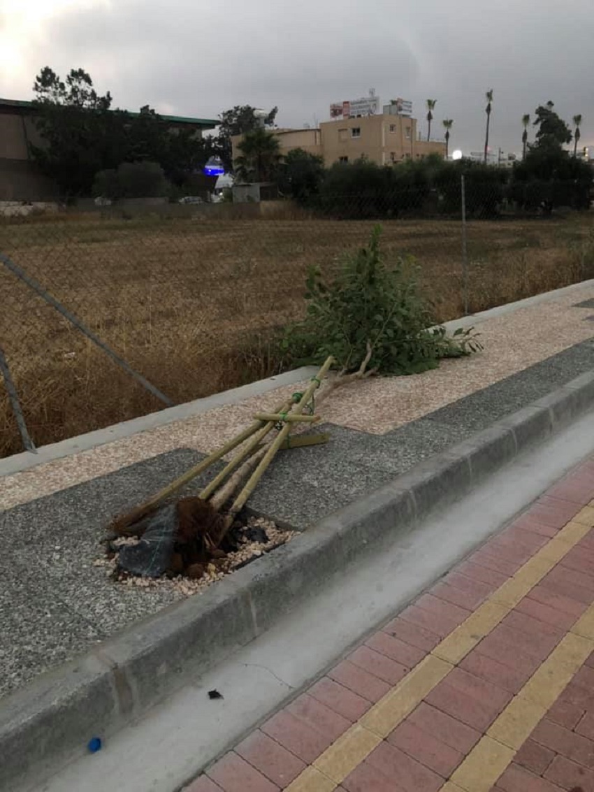 У отдыхающих на Кипре новая забава под названием "Сломай дерево!": фото 9