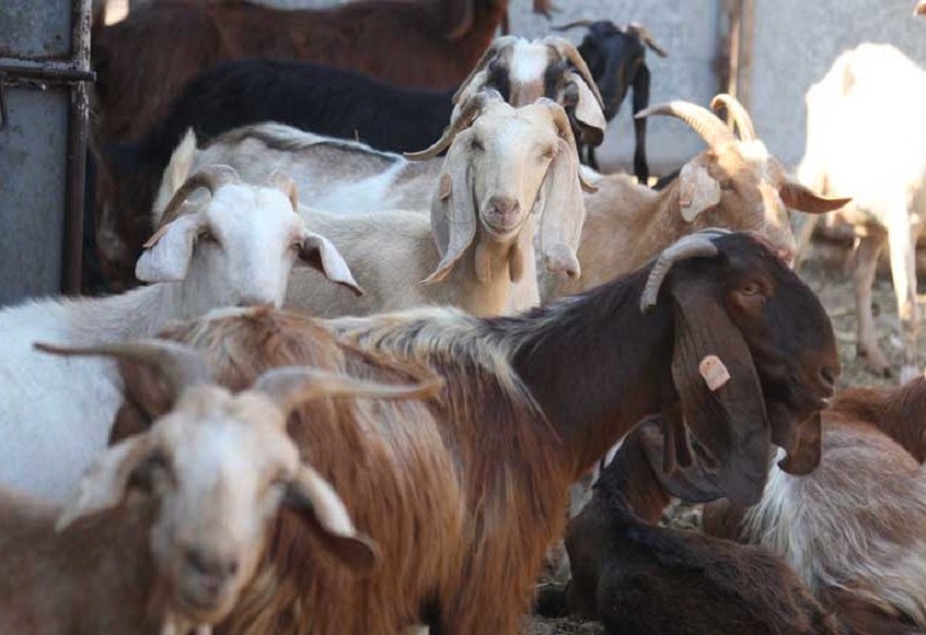 Партия защиты животных Кипра просит не забивать скот на своих приусадебных участках и балконах : фото 2