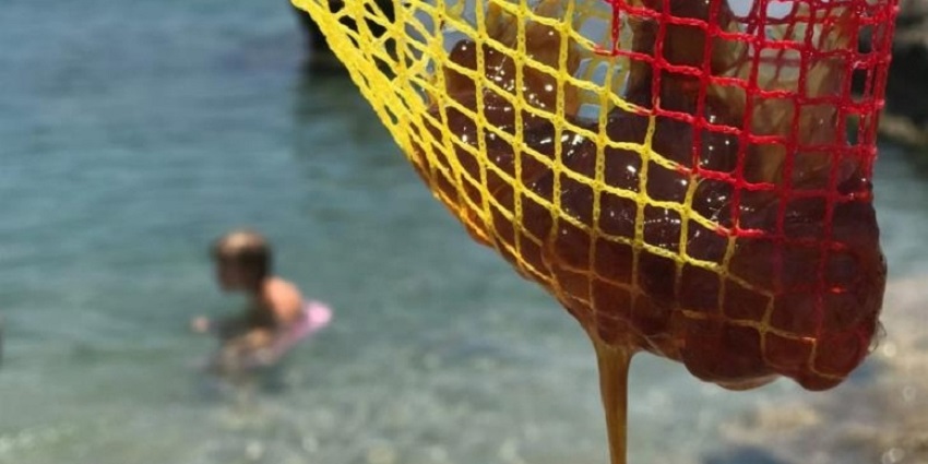 Ядовитые медузы атаковали пляжи Кипра : фото 3