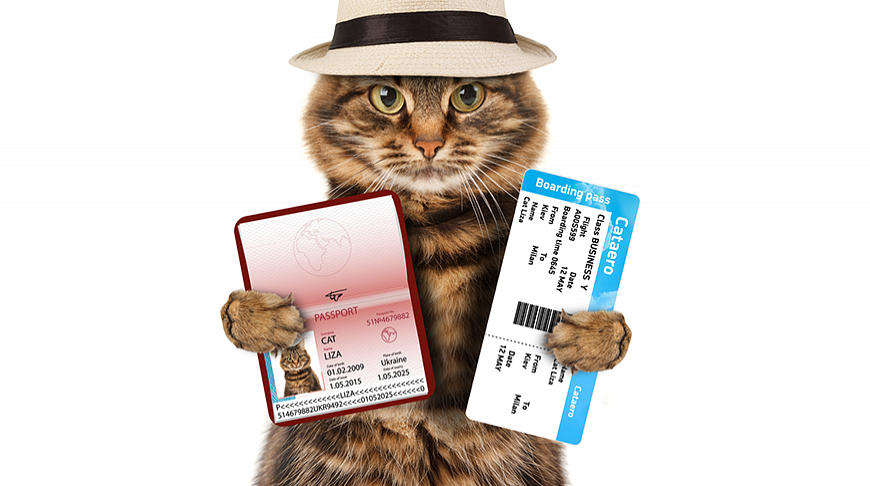 Без кота жизнь плоха! Правила провоза домашних животных на
