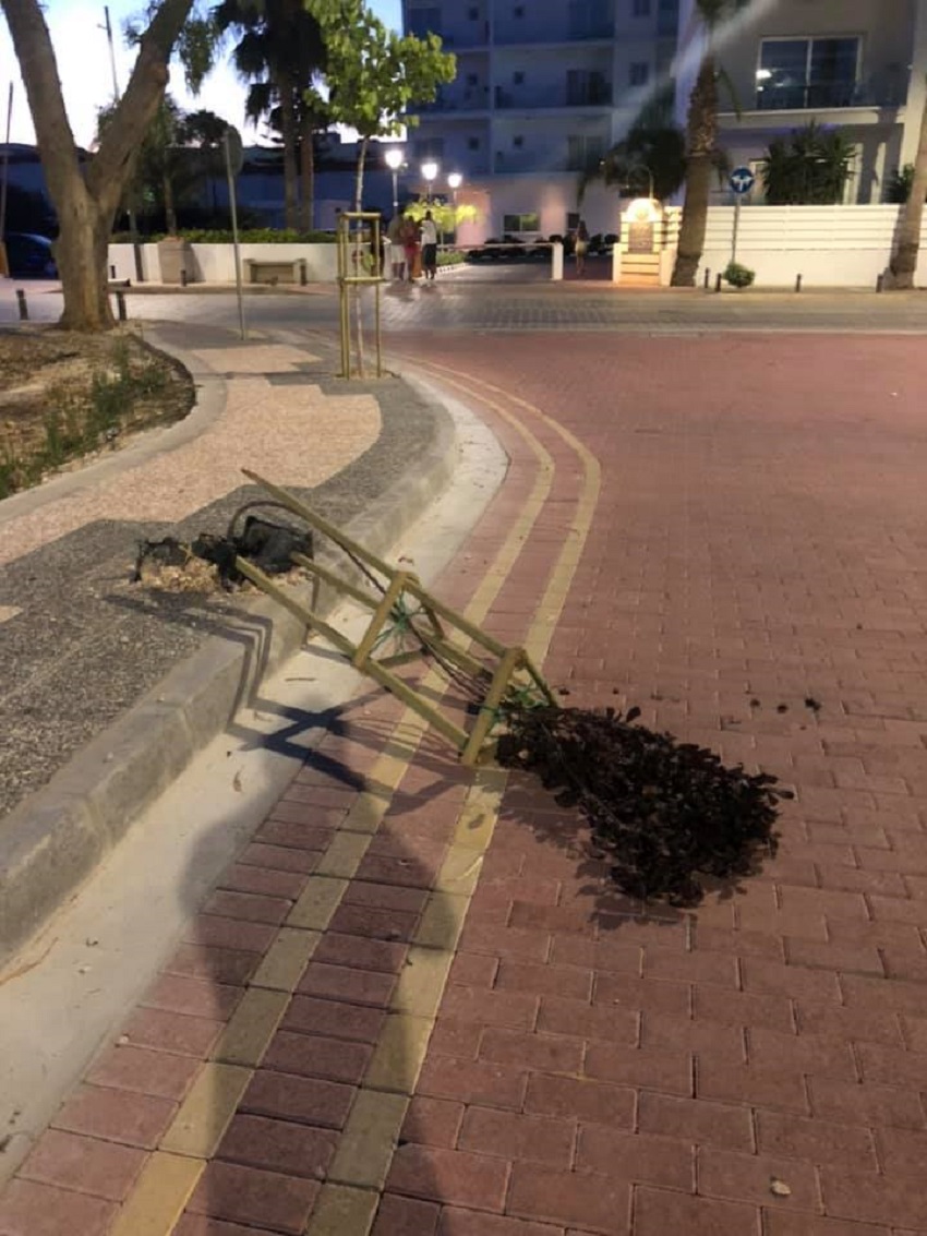 У отдыхающих на Кипре новая забава под названием "Сломай дерево!": фото 2