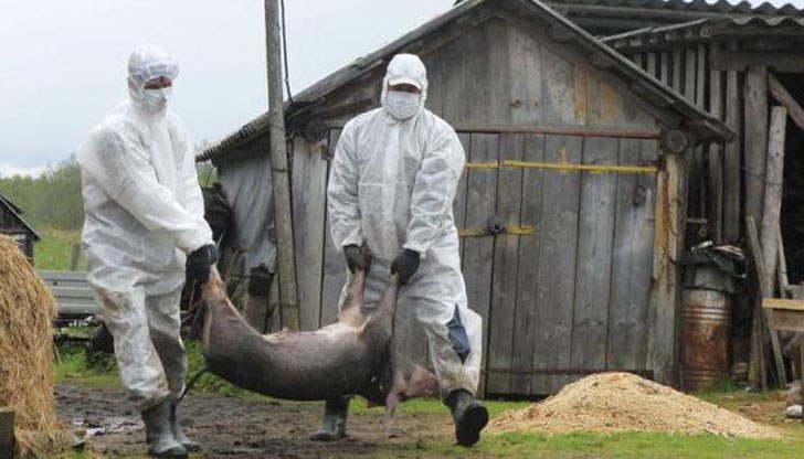 На Кипр надвигается эпидемия свиной чумы: фото 2