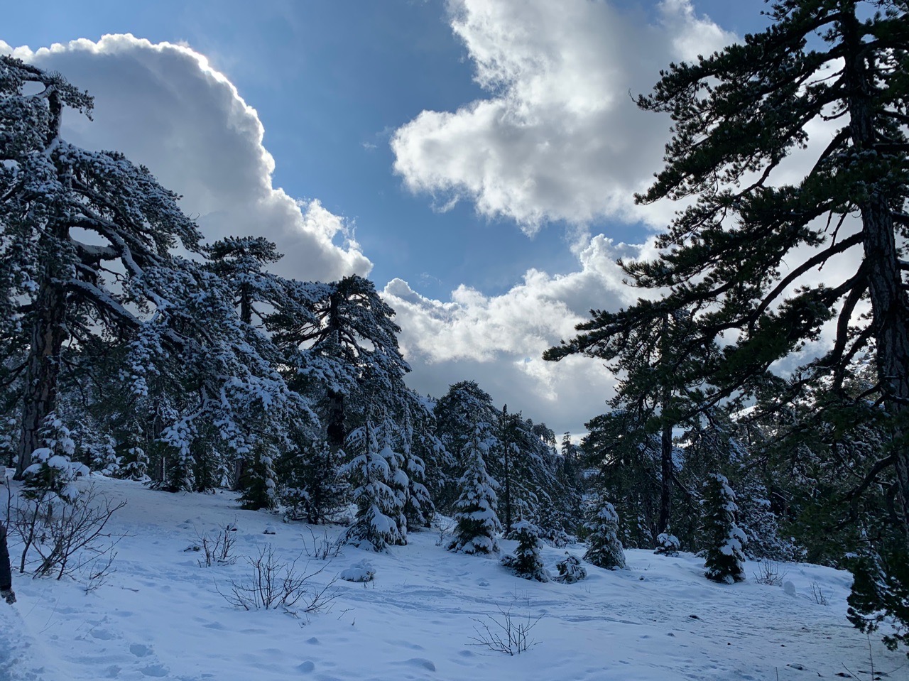 Прекрасный зимний пейзаж в горах Троодос: фото 6