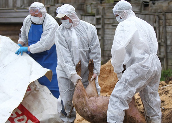 На Кипр надвигается эпидемия свиной чумы: фото 3