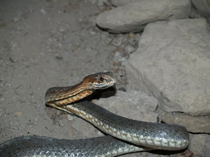 Ящеричная змея на Кипре