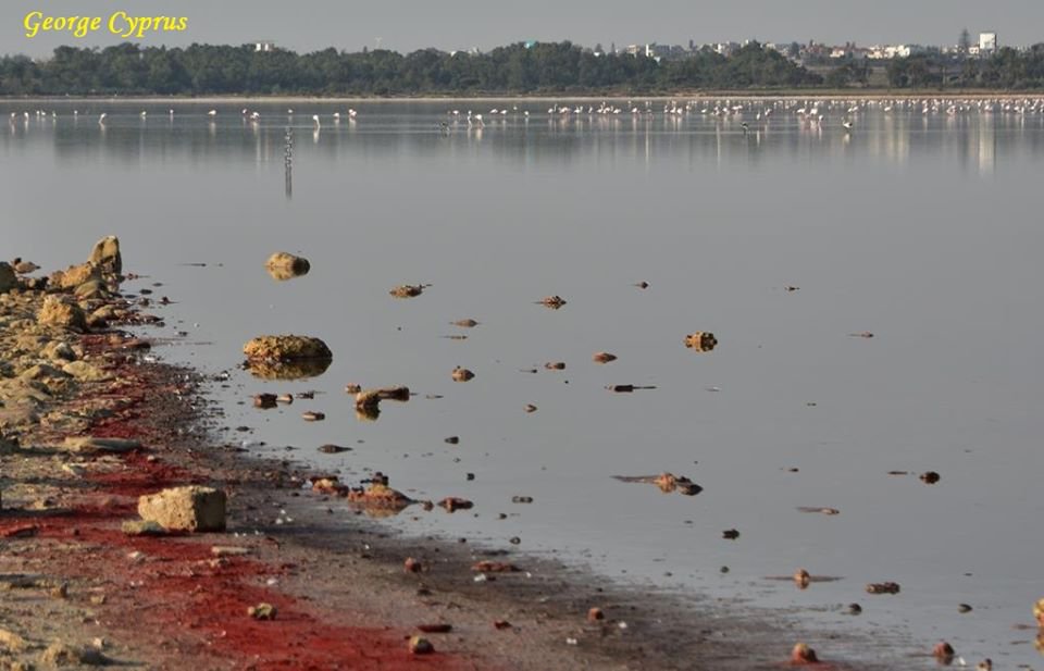 Почему ларнакское соленое озеро окрасилось в кроваво-красный цвет?: фото 3