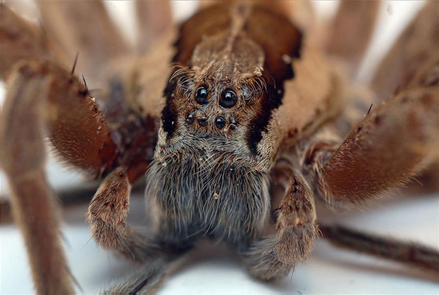 Ядовитые пауки на Кипре: фото 4