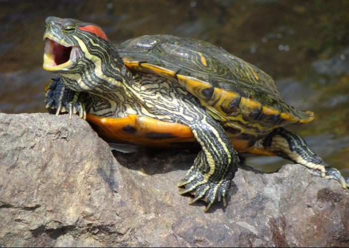 Новая опасность- Красноухие черепахи заполонили Кипр: фото 2
