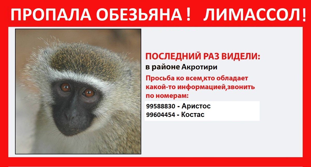 В Лимассоле пропала обезьяна : фото 2