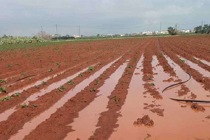 Сильные осадки нанесли непоправимый урон сельскому хозяйству Кипра : фото 2