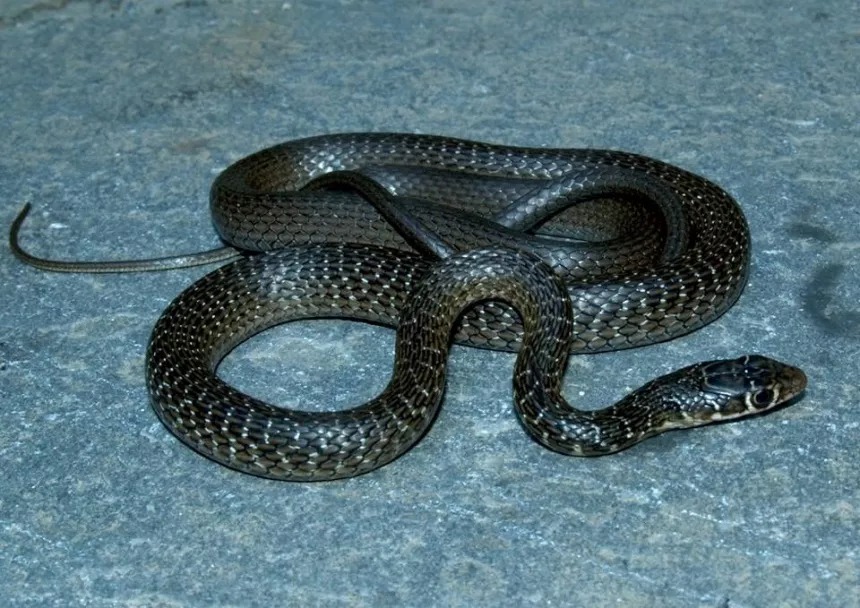 Черная змея Троодоса