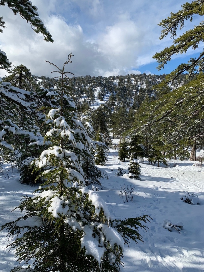 Прекрасный зимний пейзаж в горах Троодос: фото 5
