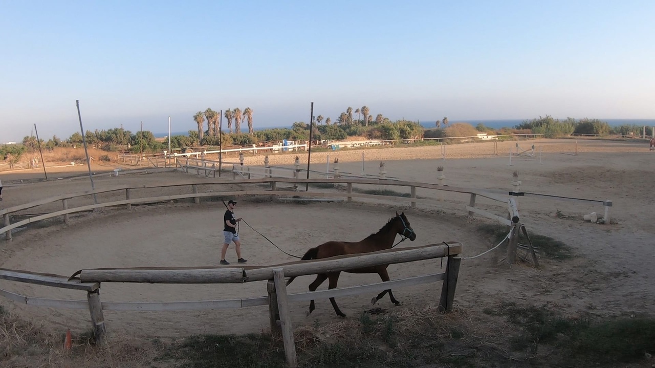 Берем бразды правления: прыжок в мир конного спорта Кипра: фото 4